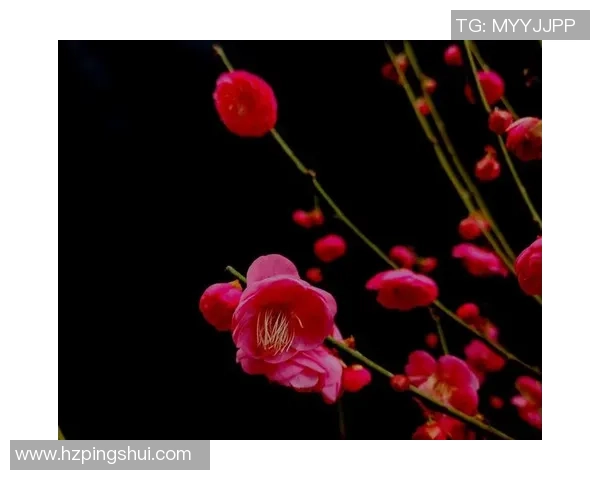 梅花香自苦寒来足球明星梅姓传奇与成就探讨