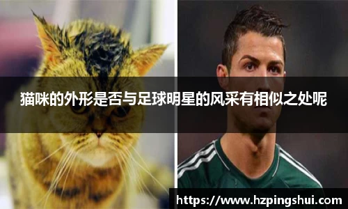 猫咪的外形是否与足球明星的风采有相似之处呢